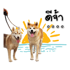 [LINEスタンプ] PapeInKrabi