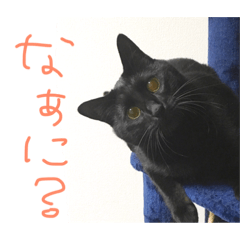 [LINEスタンプ] 黒猫人君2