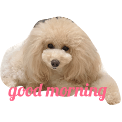 [LINEスタンプ] はろーnoa