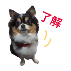 [LINEスタンプ] ココ様