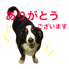 [LINEスタンプ] 我が家の大河さん