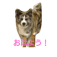 [LINEスタンプ] 秋田犬 小雪さん2