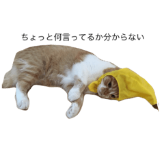 [LINEスタンプ] とらおとくろお