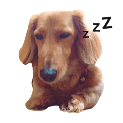 [LINEスタンプ] PET DOG  chiroru