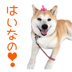 [LINEスタンプ] 柴犬はな パート2