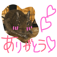 [LINEスタンプ] デグー ぽてちのスタンプ