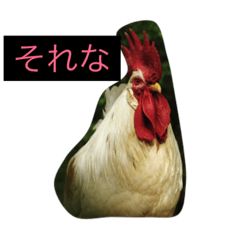 [LINEスタンプ] にわとりこ