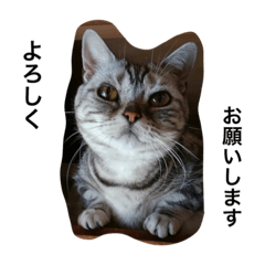 [LINEスタンプ] ねこ部 1.1