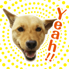 [LINEスタンプ] ミックス犬！ ハナちゃん