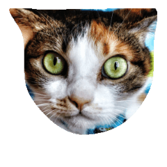 [LINEスタンプ] miao_miao