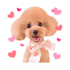 [LINEスタンプ] トイプードル ねねちゃん 1
