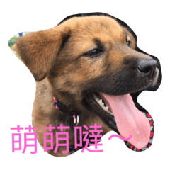 [LINEスタンプ] My Minnie DOG Baby