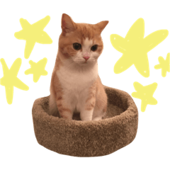[LINEスタンプ] 立ち耳スコ たま美  2