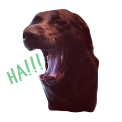 [LINEスタンプ] Doggos