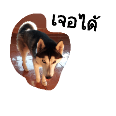 [LINEスタンプ] SillyDog