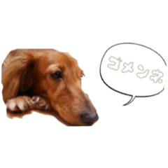 [LINEスタンプ] フルールスタンプ