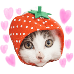 [LINEスタンプ] 我が家のよちゅ