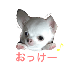 [LINEスタンプ] ちわわのころぶぅ