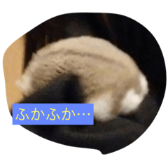[LINEスタンプ] ハムスター日常