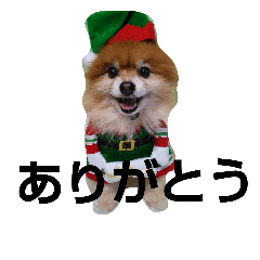 [LINEスタンプ] 犬のコスプレ