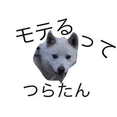 ちょっとムカつく犬