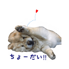 [LINEスタンプ] もこさんスタンプ