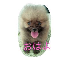 [LINEスタンプ] ポメラニアンまる