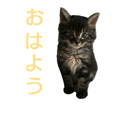 [LINEスタンプ] むぎトム3