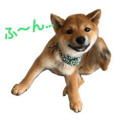 [LINEスタンプ] 柴犬の柴田です。