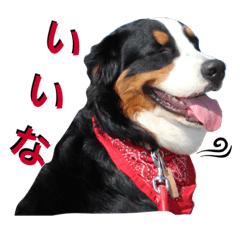 [LINEスタンプ] 犬6匹のスタンプ 2