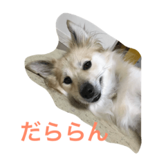 [LINEスタンプ] うちのりんちゃん