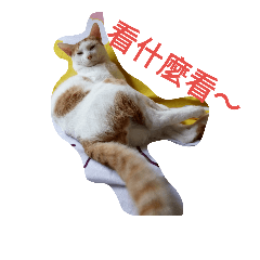 [LINEスタンプ] Rong the cat