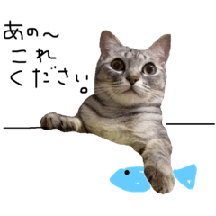 [LINEスタンプ] ねこのmieちゃん