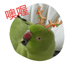 [LINEスタンプ] Parrot girl