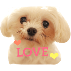 [LINEスタンプ] マルチーズのもこちゃん