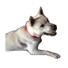 [LINEスタンプ] 紀州犬 リキ