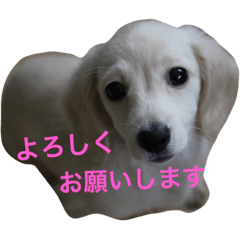 [LINEスタンプ] カニンヘンと