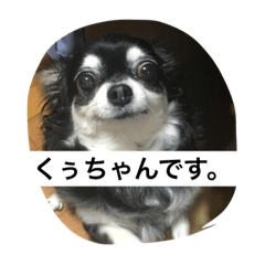 [LINEスタンプ] くうちゃん 犬