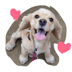 [LINEスタンプ] cute puppy "storm"