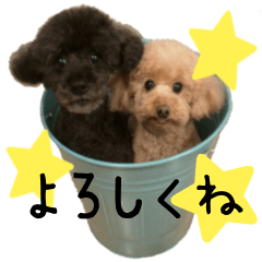 [LINEスタンプ] トイプードルの日常会話 チャコ＆ナッピー