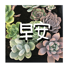 [LINEスタンプ] Good Morning Everyday-Succulents