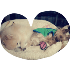 [LINEスタンプ] 愛犬ヨーイ＆ドンU^ェ^U