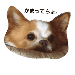 [LINEスタンプ] チワワのぷりん
