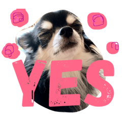 [LINEスタンプ] 可愛い犬写真スタンプ