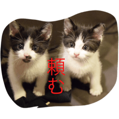 [LINEスタンプ] こねこねこねこねこねこ