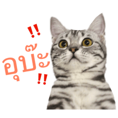 [LINEスタンプ] Maew Nxy Khawpun ＆ Friends
