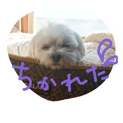 [LINEスタンプ] ちびわんの画像（メイン）