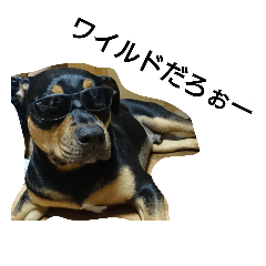 [LINEスタンプ] ピットブル  TOC
