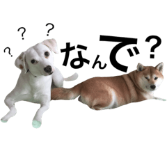 [LINEスタンプ] 柴犬と白い雑種犬-9
