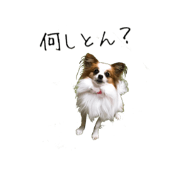 [LINEスタンプ] パピヨン？Nami☆関西弁etc